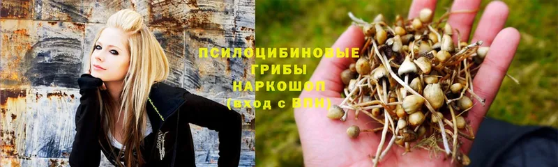 Галлюциногенные грибы MAGIC MUSHROOMS  купить наркотики сайты  shop какой сайт  Балаково 